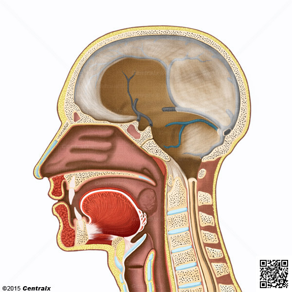Sinus transverses