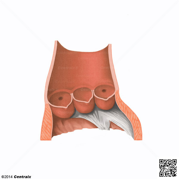 Sinus de l'aorte