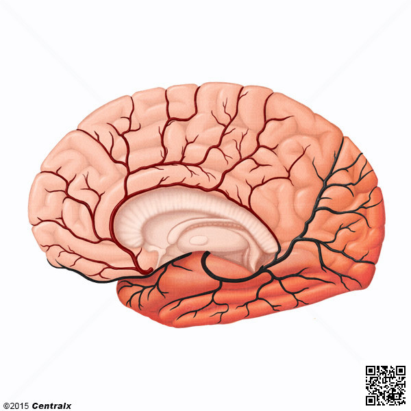 Artère cérébrale antérieure