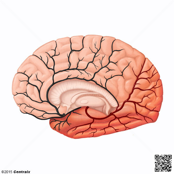 Artère cérébrale postérieure