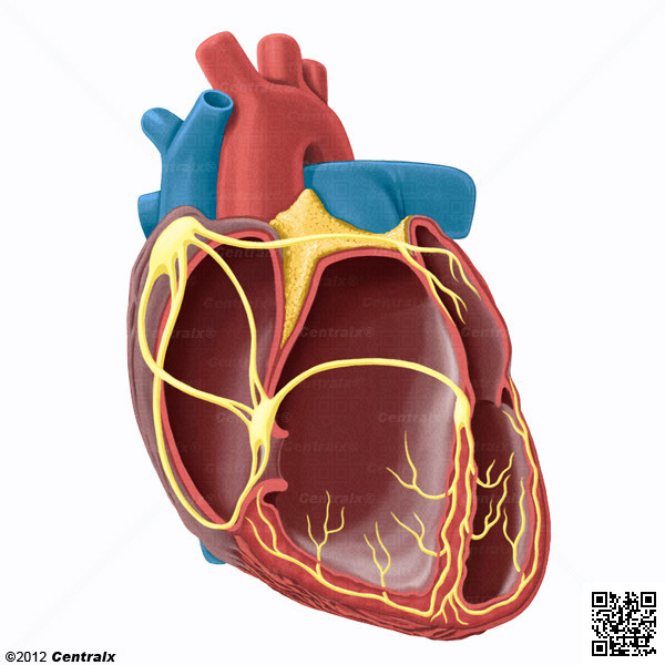 Systme de conduction du coeur