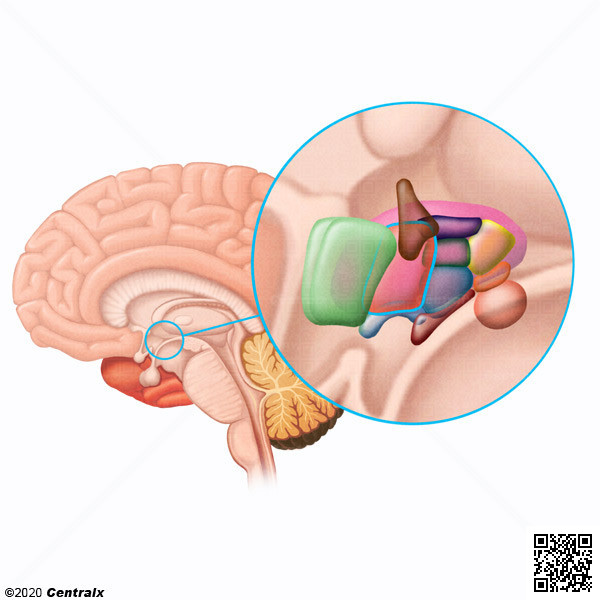 Hypothalamus antérieur