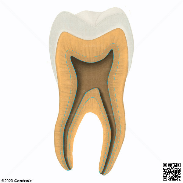 Dentine secondaire