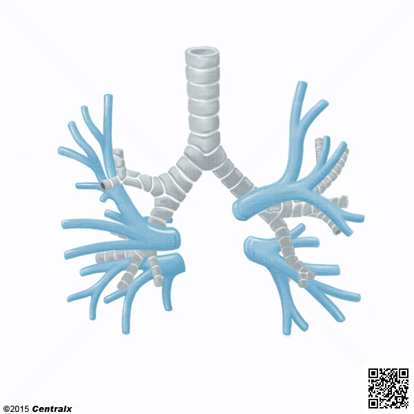 Veines pulmonaires