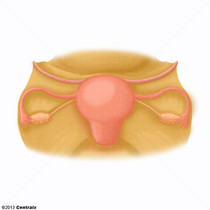 Ligament rond de l'utérus