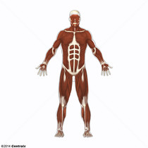 Muscles squelettiques
