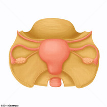 Annexes de l'utérus