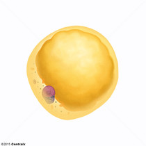 Adipocytes