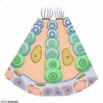 Spermatocytes
