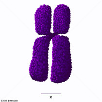 Chromosome X
