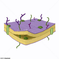 Membrane cellulaire