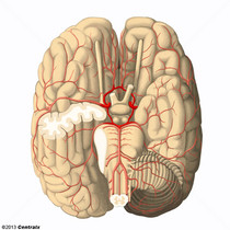 Cercle artériel du cerveau