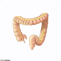 Gros intestin