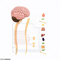 Ganglions du système nerveux autonome