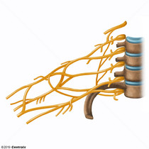 Plexus brachial