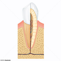 Racine dentaire