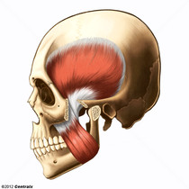 Muscle temporal