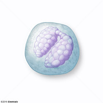 Granulocytes basophiles