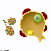 Macrophages alvéolaires